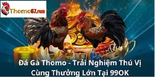 Đá gà cựa sắt thomo67 hấp dẫn