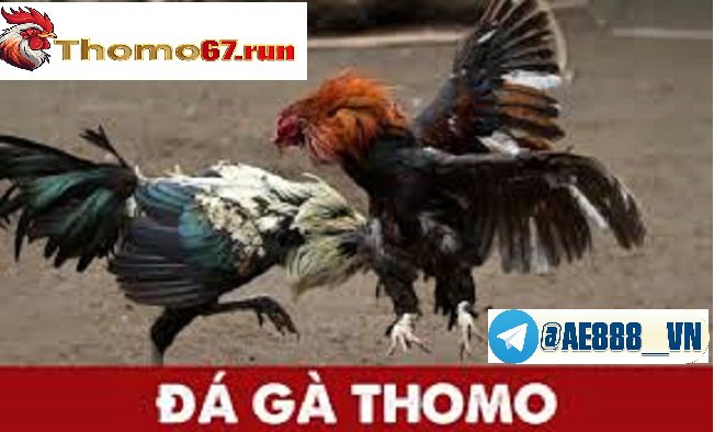 Những lưu ý khi chơi đá gà cựa sắt thomo67