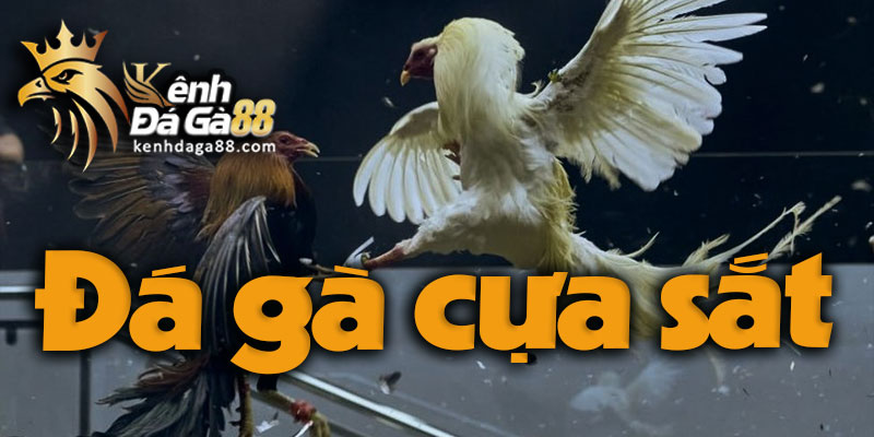 Đá Gà Cựa Sắt: nguồn Kenhdaga88.com